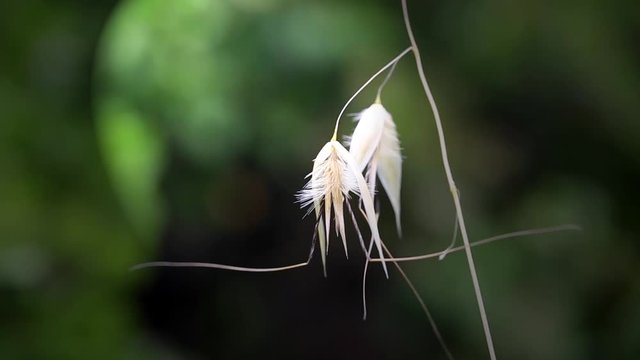 Avena sterilis (Sterile oat) wild plant in nature on a green background