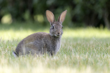 Hase sitzt im Gras