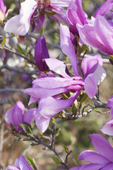 Fille hybride magnolia Betty (Magnolia x hybride Betty). Hybride entre Magnolia liliflora Nigra et Magnolia stellata Rosea
