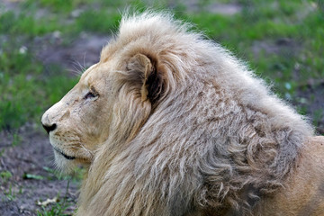 Obraz na płótnie Canvas Lion lying on grass