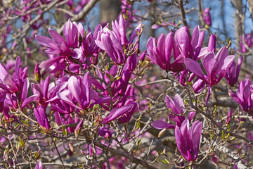 Meisjeshybride magnolia Ann (Magnolia x hybride Ann). Hybride tussen Magnolia liliiflora en Magnolia stellata