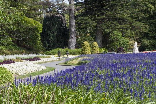 Lavender flowers at Wellington Botanic Garden, New Zealand