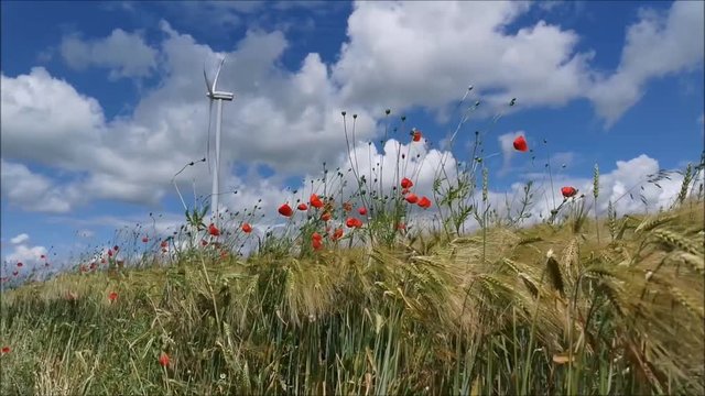 Mohnblume und Windkraft