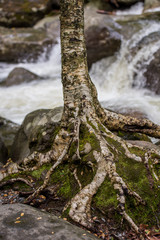 Mossy Tree Roots on Rocky River Edge