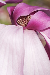 Galaxy hybrid magnolia (Magnolia x hybrid Galaxy). Hybrid between Magnolia liliflora Nigra and Magnolia sprengeri Diva