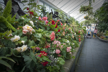 Begonia plants grown at Begonia House in Wellington, New Zealand