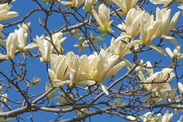 Ivory Chalice magnolia flowers (Magnolia x hybrid Ivory Chalice). Hybrid between Magnolia acuminata and Magnolia denudata