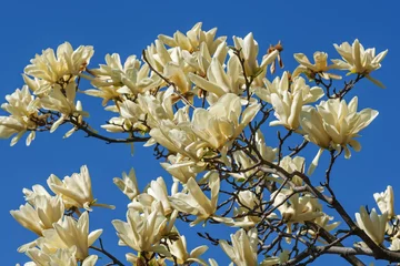Crédence de cuisine en verre imprimé Magnolia Fleurs de magnolia Calice ivoire (Magnolia x hybride Calice ivoire). Hybride entre Magnolia acuminata et Magnolia denudata