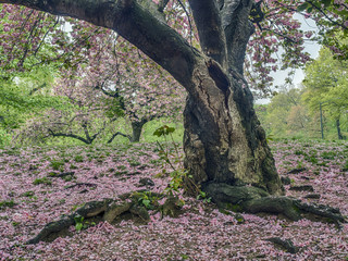 Prunus serrulata or Japanese Cherry