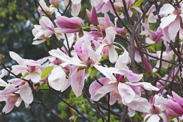 Daybreak magnolia (Magnolia x hybrid Daybreak). Hybrid between Magnolia x brooklynensis Woodsman and Magnolia x hybrid Tina Durio