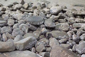 black rocks stones with sea snail shell in coastline
