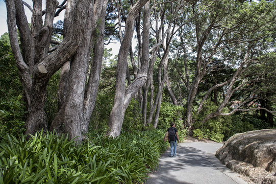 Wellington, New Zealand - March 2, 2016: Visitor walking in Wellington Botanic Garden