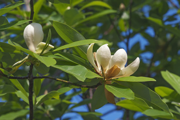 Fleur de magnolia Sweetbay (Magnolia virginiana). Appelé Sweetbay, Laurel magnolia, Swampbay, Swamp magnolia, Whitebay et Beaver Tree également