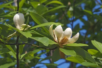 Foto op Plexiglas Magnolia Sweetbay magnoliabloem (Magnolia virginiana). Ook wel Sweetbay, Laurel magnolia, Swampbay, Swamp magnolia, Whitebay en Beaver tree genoemd