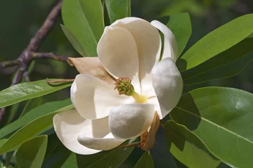 Fotobehang Magnolia Sweetbay magnoliabloem (Magnolia virginiana). Ook wel Sweetbay, Laurel magnolia, Swampbay, Swamp magnolia, Whitebay en Beaver tree genoemd