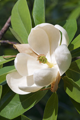 Sweetbay magnoliabloem (Magnolia virginiana). Ook wel Sweetbay, Laurel magnolia, Swampbay, Swamp magnolia, Whitebay en Beaver tree genoemd