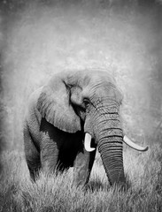 Large bull elephant in black and white