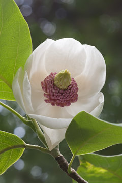 Colossus Oyama magnolia flower (Magnolia sieboldii Colossus)