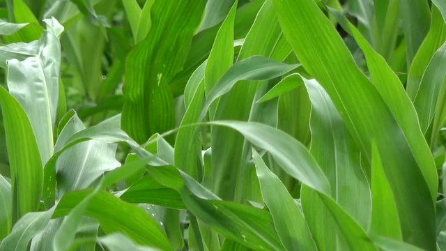 Close up of corn field young plants stalks green field maize is large grain plant leafy stalk of plant produces separate pollen used for food dent corn flint corn pod corn flour corn and sweet corn 4k