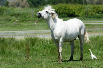 cavalli