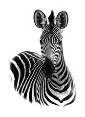 Portrait of a zebra with a white background