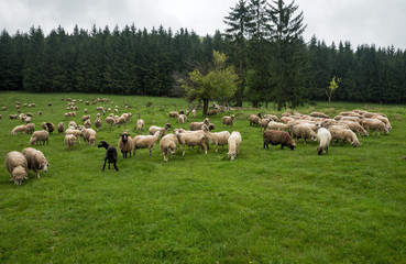 Hairy sheep on a green meadow