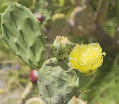 Closeup of yellow prickly pear cactus flower