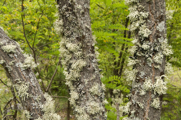 Iceland moss on tree branch closeup on green background