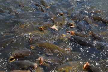 池で餌付け中の鯉