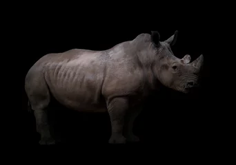 Crédence de cuisine en verre imprimé Rhinocéros rhinocéros blanc sur fond sombre