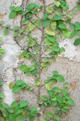 Ivy climbing on concrete wall.