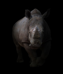 Fototapeta premium białe nosorożce w ciemnym tle
