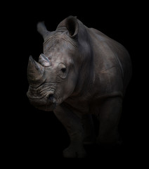 rhinocéros blanc sur fond sombre