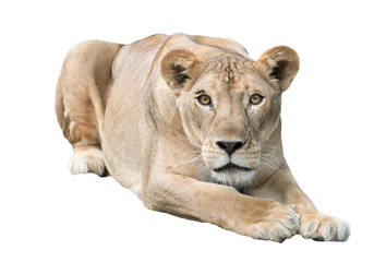 Crédence de cuisine en verre imprimé Lion female lion isolated