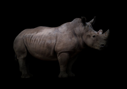 white rhinoceros in dark background