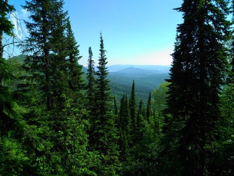 Fototapeta Tops of fir trees, sunny weather, summer landscape, green trees, mountains in a haze, the wild nature