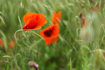 Red poppy flower close up
