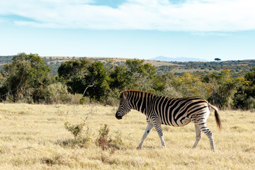 Fototapeta na wymiar Lonely Zebra