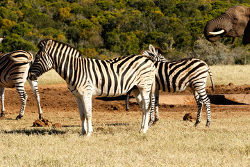 Fototapeta na wymiar Yes it is BIG - Zebra