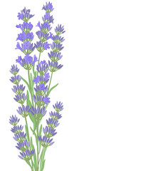 Obraz premium The background for the text label of the packaging the card with lavender flowers.