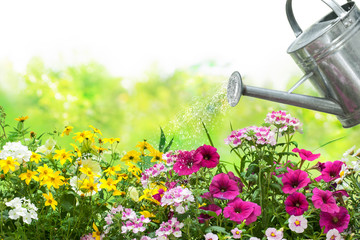 Watering flowers in the garden