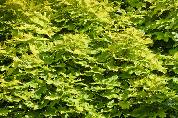 Fototapeta na wymiar Background from young, green maple leaves. Maple leaves illuminated by the sun.