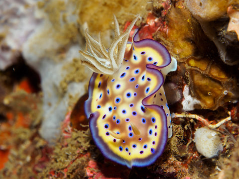 Colorful Leopard Nudibranch