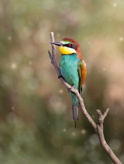 European bee-eater ( Merops Apiaster ) sitting on the branch