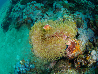 Magnificent Anemone with fish