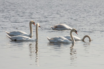 5 white beautiful Swans on the great lake. flock of birds drinking