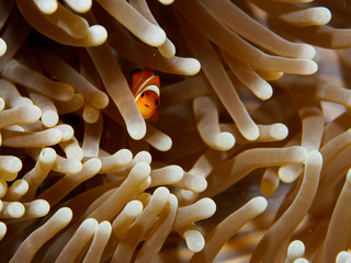  Nemo fish inside Anemone