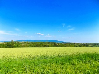 Obraz premium Barley field and forest in background during sunny day
