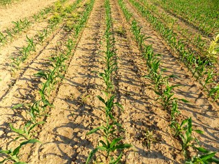 Fototapeta na wymiar Corn crops on corn field during sunny day