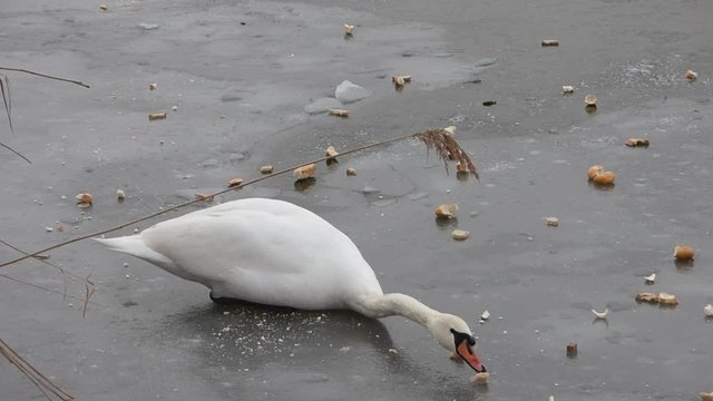 Feeding swan on frozen pond